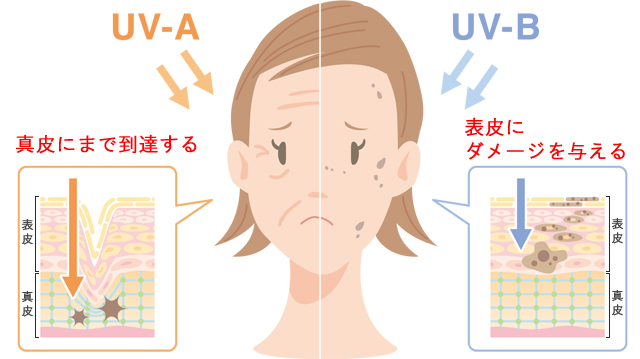 紫外線UV-AとUV-Bの違い